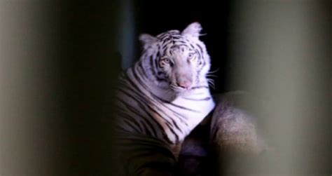 Harimau Putih Di Zoo Melaka Metrotv Harian Metro