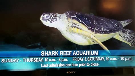 Mandalay bay resort & casino features a concierge and room service, to help make your stay more enjoyable. 2019 Las Vegas Mandalay Bay walk from the tram entrance to ...