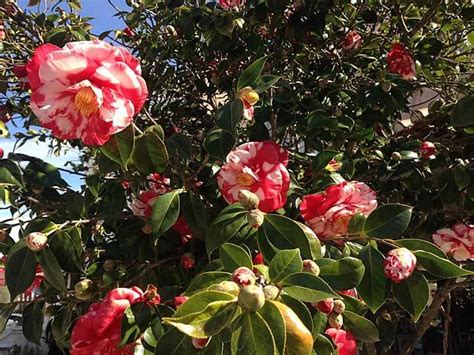Same day flower delivery in uk by real local florists. Camellia Japonica: A look at Some Top Varieties You can ...