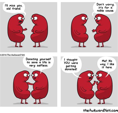 Multiple large smooth kidney stones removed percutaneously from a single kidney. The Awkward Yeti » Characters » Kidney
