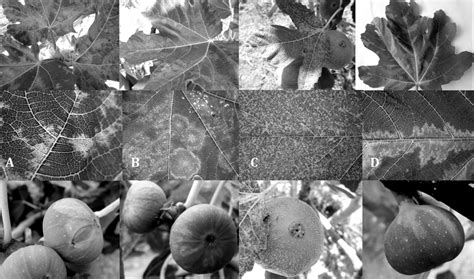 Usually discoloration, mottling & spotting. Symptoms of fig mosaic disease on common fig leaves and ...