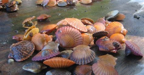 Marine Shellfish Populations Estimated To Be At Risk From Ocean