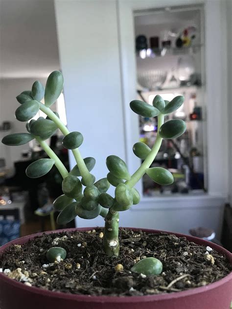 How to get my succulents to flower. pruning - Should I prune my Crassula rogersii? - Gardening ...
