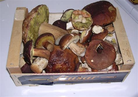 Cette année, on se fait du bien ? comment nettoyer des cepes