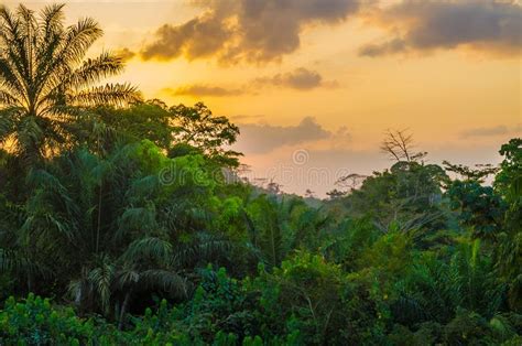 Beautiful Lush Green West African Rain Forest During Amazing Sunset