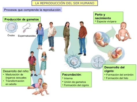 Cuadros Sinópticos Sobre La Reproducción Humana Y Diferencia Con La
