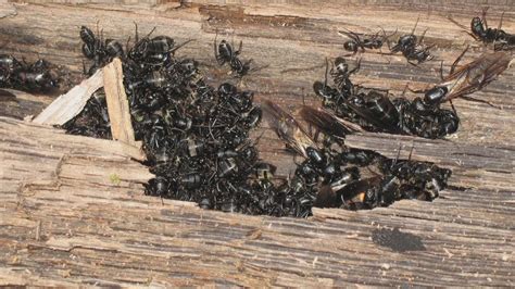 We did not find results for: Carpenter Ants Damage Control in Bay Area by Planet Orange