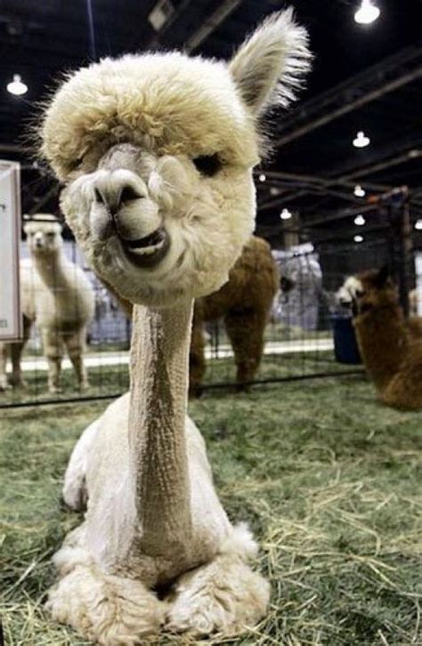 Funny Alpaca Funny Pictures Of Animals
