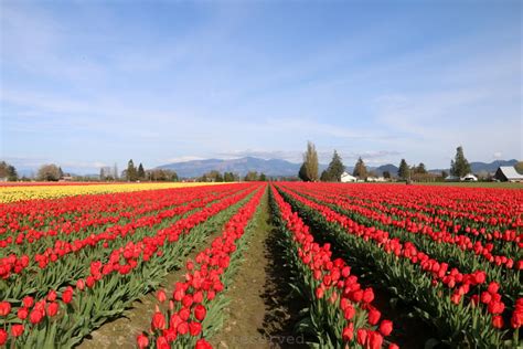 Exploring The Skagit Valley Tulip Fields In Washington