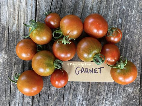 Garnet Cherry Tomato Seeds Organically Grown Packet Of 20 Etsy