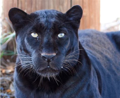 The big cat sanctuary is home to the best big cat experiences in the uk. "Eddy" the Black Leopard that was raised at The Wild ...