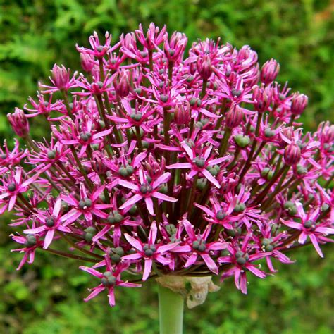 Allium Miami Ail D Ornement Aux Grandes Ombelles De Fleurs Pourpre