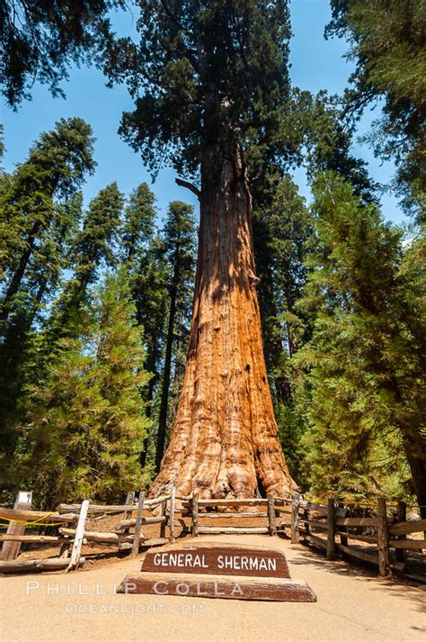 General Sherman Tree Sequoia Np Sequoiadendron Giganteum Photo Giant