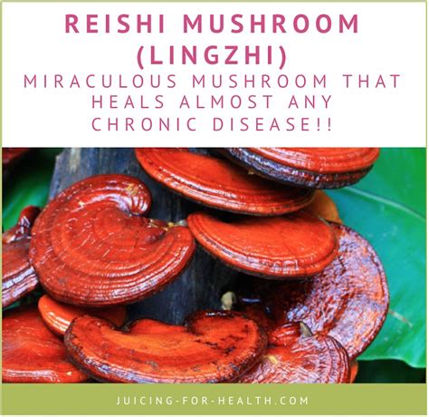 Benefits Of Reishi Mushroom That Heals Almost Any Disease