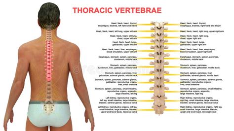 Thoracic Vertebrae Or Thoracic Spine Stock Illustration Illustration