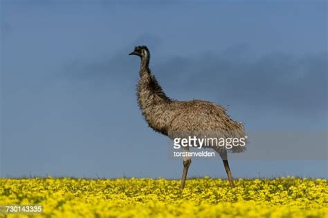 Emu In Canola Field Port Lincoln South Australia Australia High Res