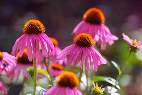 How To Grow Coneflowers A Stunning Drought Resistant Perennial