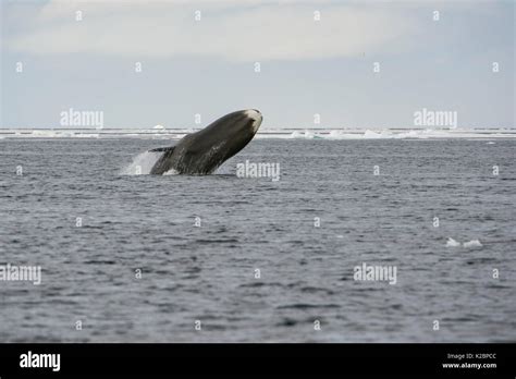 Bowhead Whale Arctic Breaching Hi Res Stock Photography And Images Alamy
