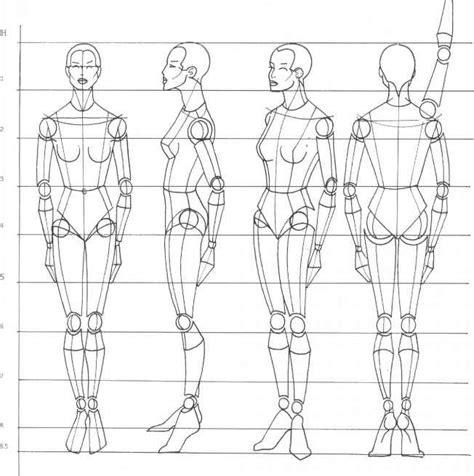 Regra Da Proporção Do Corpo Humano A Figura De Desenho Martel Moda