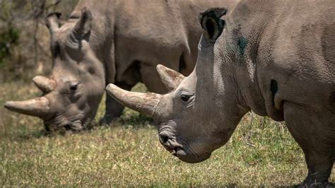 Rhino Poaching Reaches Unprecedented Levels In Botswana