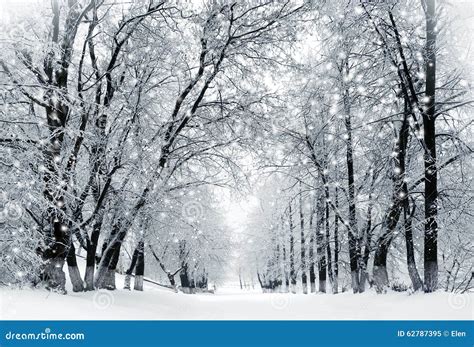 Winter Scenery Snowstorm In Park Stock Image Image Of Snow Alley