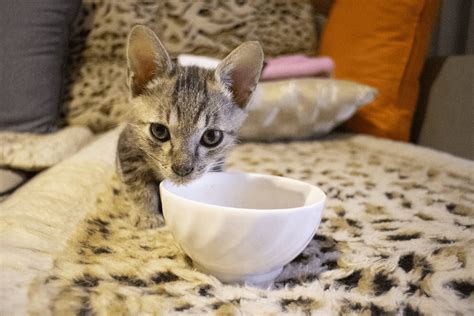 Preis.de has been visited by 100k+ users in the past month Wet Food vs Dry Food for Cats - ThePets