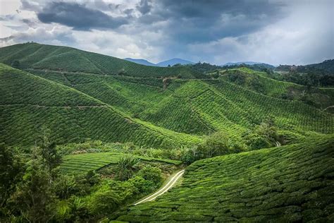 Beginning of boh tea plantation. Cameron Highlands Boh tea plantation Malaysia · The Global ...