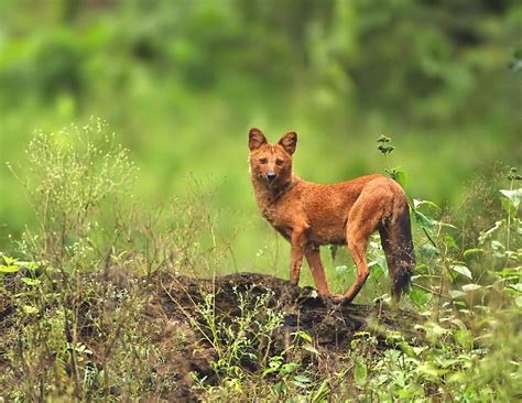 Dholes In The Western Ghats Conservation India