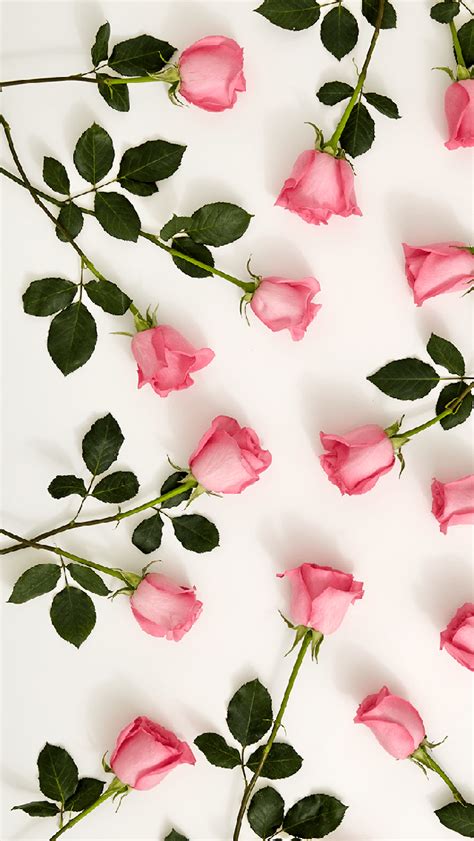 Download Free 100 Wallpaper Pink Roses