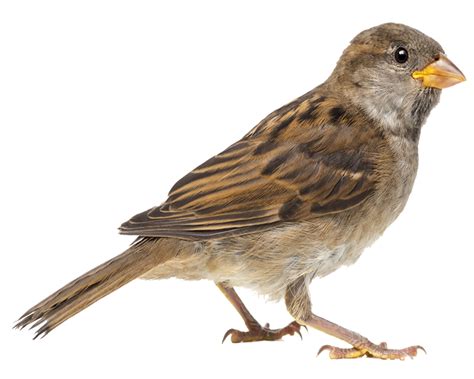 Png Sparrow Transparent Background Png Home Png