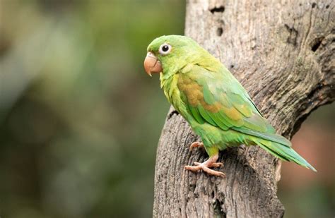 Male Vs Female Parakeet How To Identify The Differences With Pictures