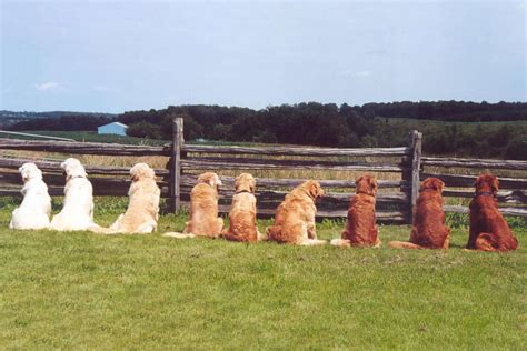 Different Types Of Golden Retrievers And How To Tell Them Apart Daily