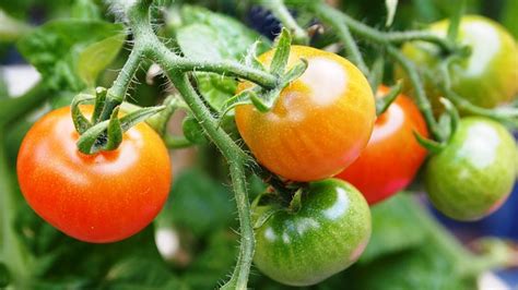 How To Feed Tomato And Pepper Plants Espoma