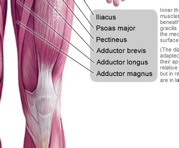 Muscle charts of the human body. Anterior Muscles of the Human Body
