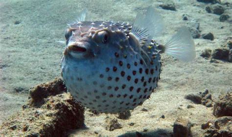 Can You Eat Pufferfish Mystery Behind This Deadly Delicacy