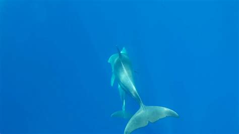 Underwater Wild Dolphins Watamu Kenya With A Go Pro No 2 Youtube