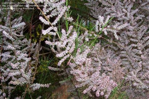 Plant Identification Closed Pink Feathery Tree In The Garden 1 By