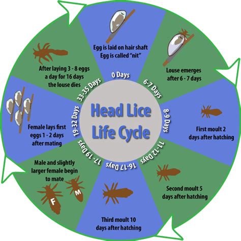 Head Lice Life Cycle One Stop Aloe Shop