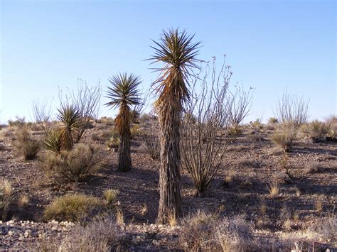 The cactus spine provide shade to the plant. Desert Packrat: Yucca Tribute