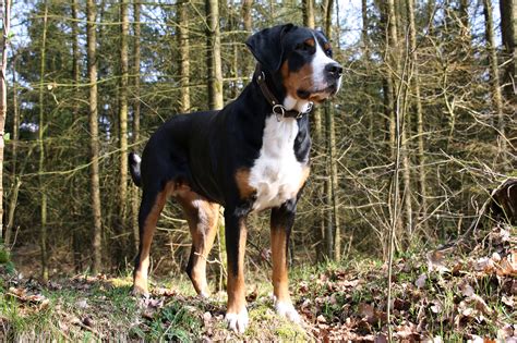 Rasse Des Monats Großer Schweizer Sennenhund Vdhde