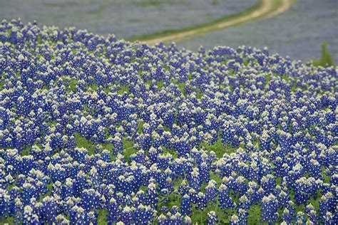 Bluebonnets Muleshoe Bend Image Taken In The Texas Hill C Flickr