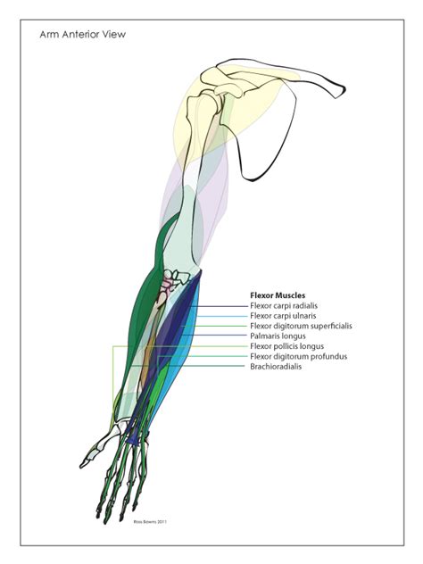 Left leg flexor tendon location : Nerve pain in left hip and leg quarters, forearm flexor ...