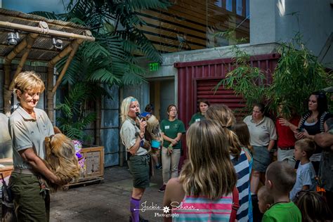 Chloe The Sloth Turns 12 Como Zoo Conservatory