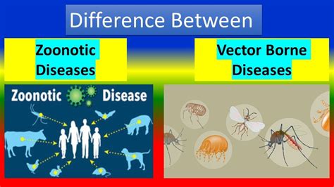Difference Between Zoonotic Diseases And Vector Borne Diseases Youtube