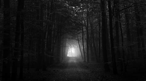 Black And White Forest Wallpapers 4k Hd Black And White Forest