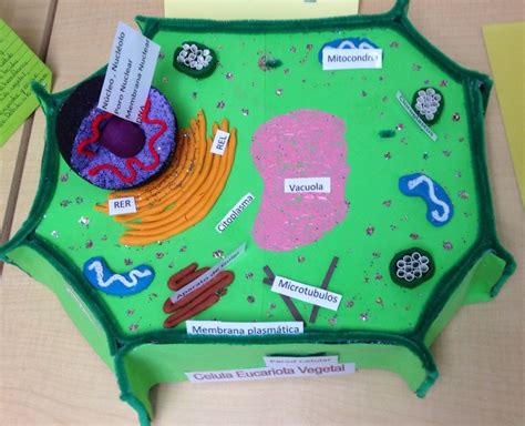 Plant Cell 3d Model For School Project Simple And Easy Artofit