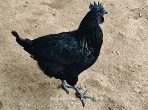 Pure Black Kadaknath Chicken For Meat Very Low At Rs 700kg In Bengaluru