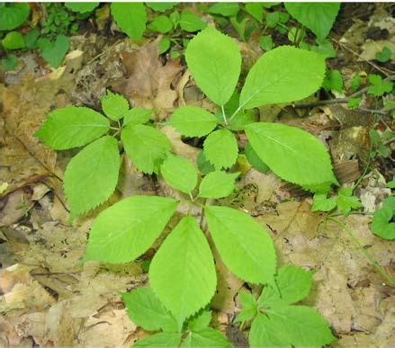 Most staff will assist people in finding. Growing American Ginseng in Ohio: An Introduction | Ohioline