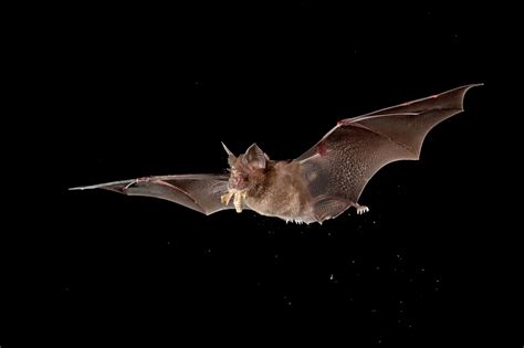 Bat History And Some Interesting Facts