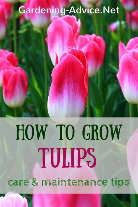 Tulips Care And Maintenance Tulip Care Garden Care Tulips Garden